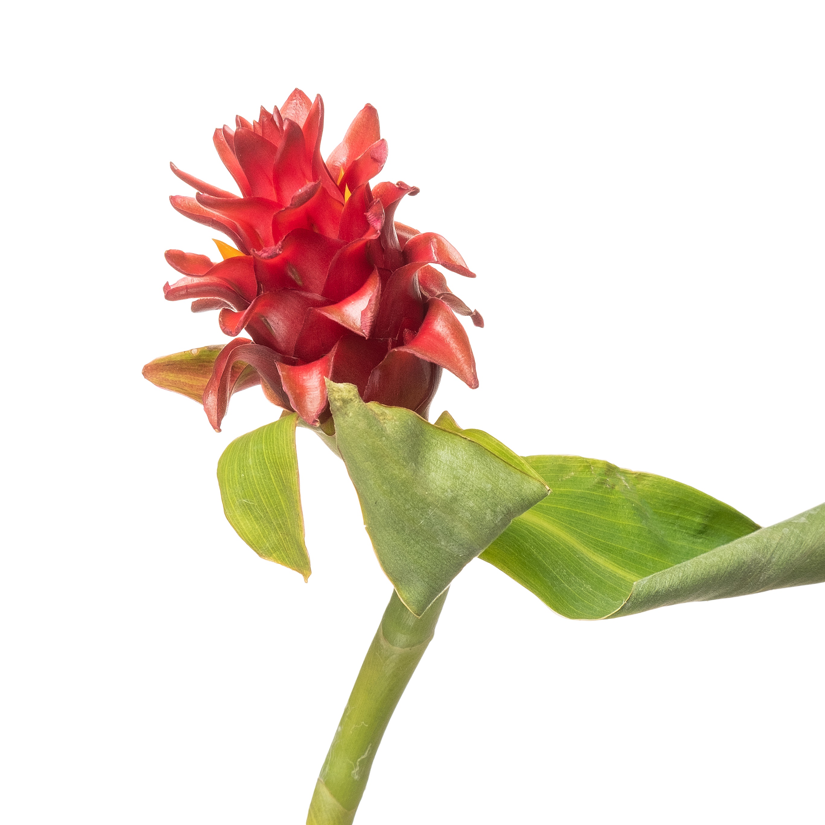 Ginger costus barbatus