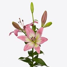 Lilium longiflorum asiatic rubens