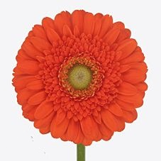 Gerbera Mini dorito