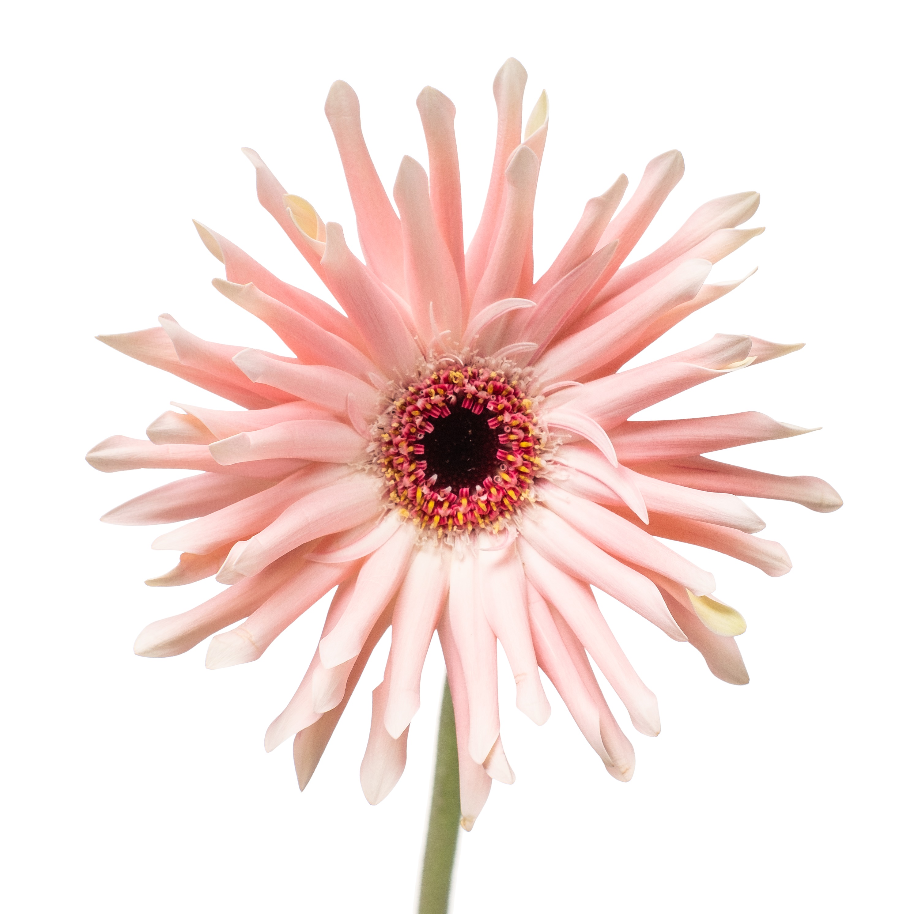 Gerbera pastini pesaro