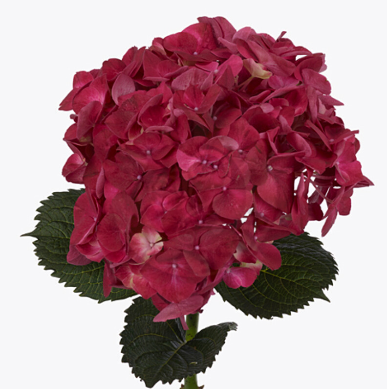 Hydrangea magical trophy