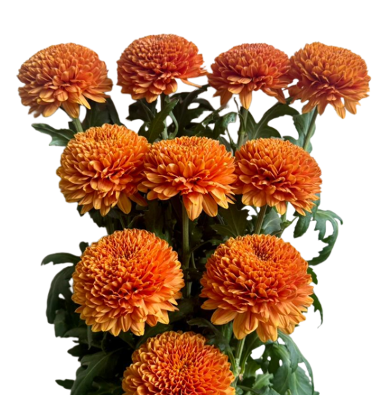 Chrysanthemum chivas