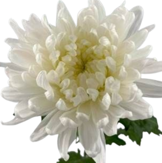Chrysanthemum everest blanco