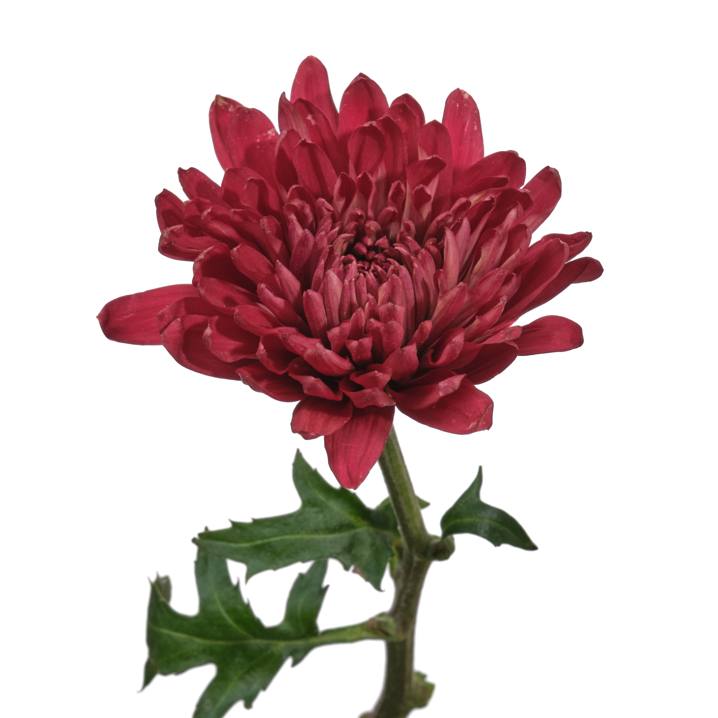 Chrysanthemum single red tornado