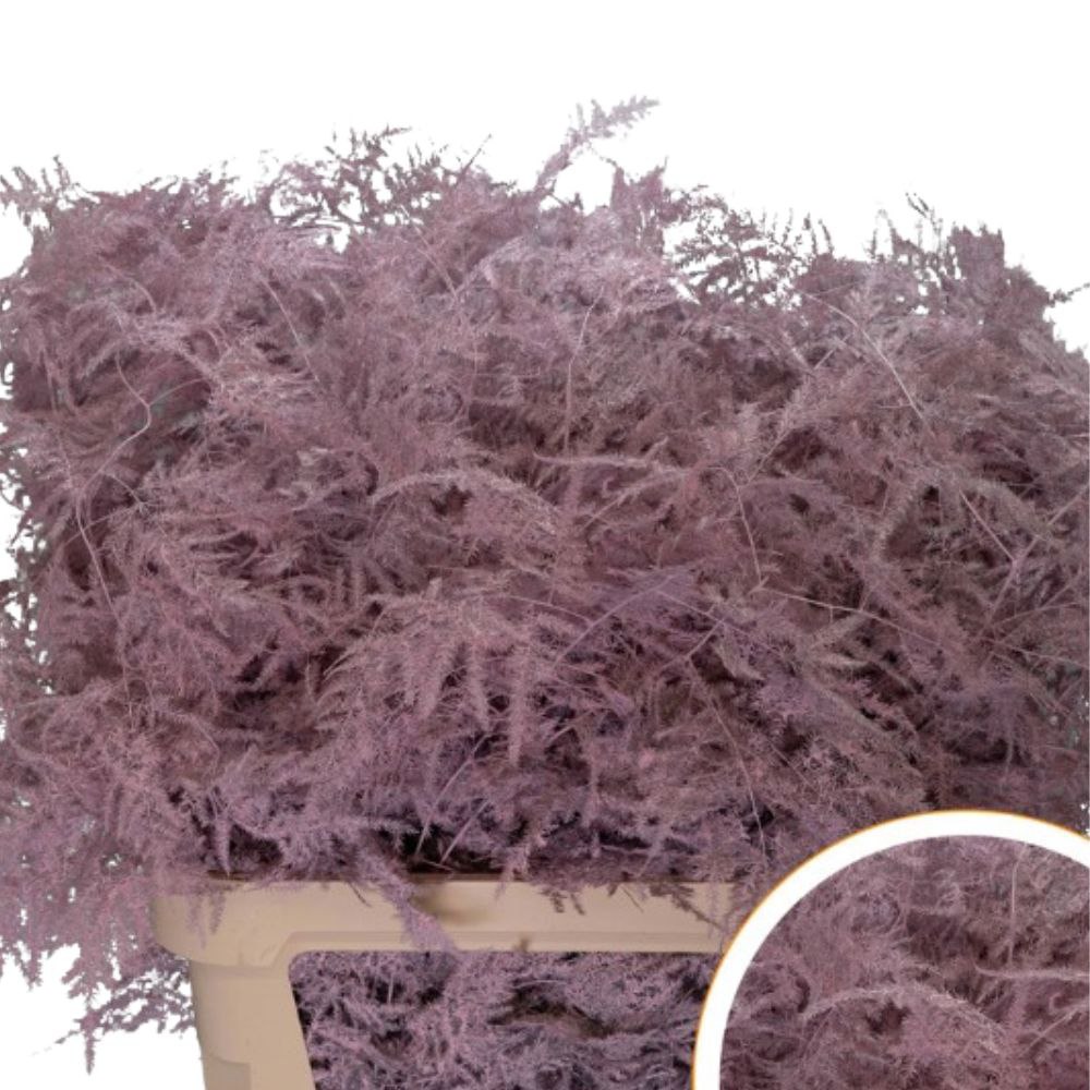 Blad Asparagus tinted plumosus light pink