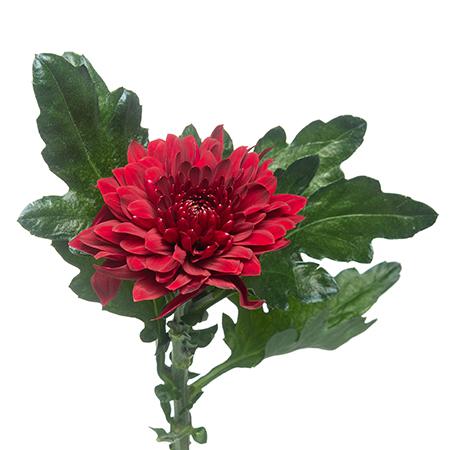 Chrysanthemum single pip red