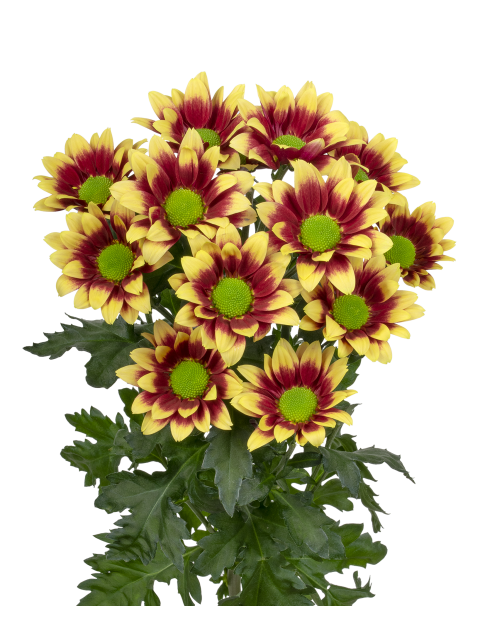 Хризантема куст тугезе жёлтая