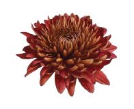 Chrysanthemum single desna bronze