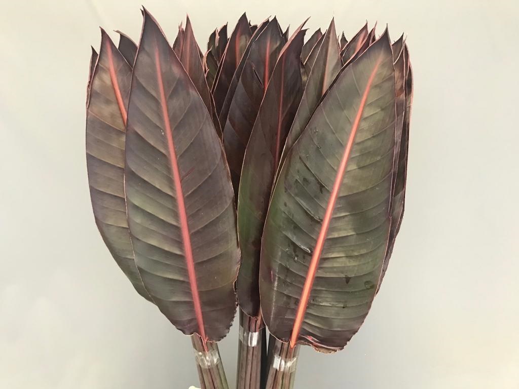 Blad Strelitzia absorbed red
