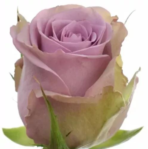 Rose samantha