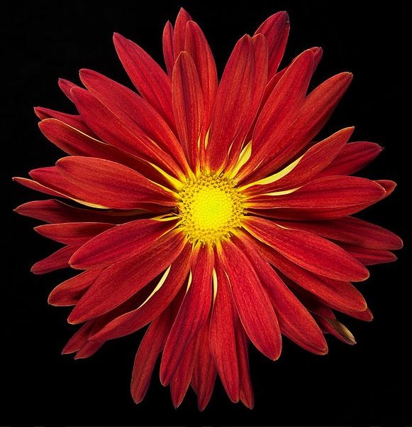 Chrysanthemum single morgan | Wholesale flowers, plants and supplies Chrysanthemum single morgan