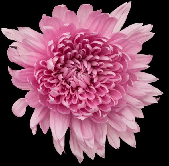 Chrysanthemum single carina