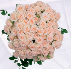 Rose spray my beauty | Wholesale flowers, plants and supplies Rose spray my beauty