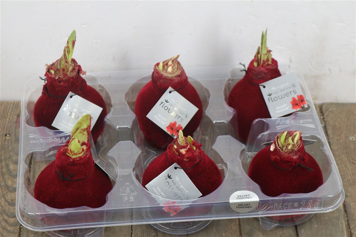 Декор луковица гиппеаструм, бордовая в вельвете