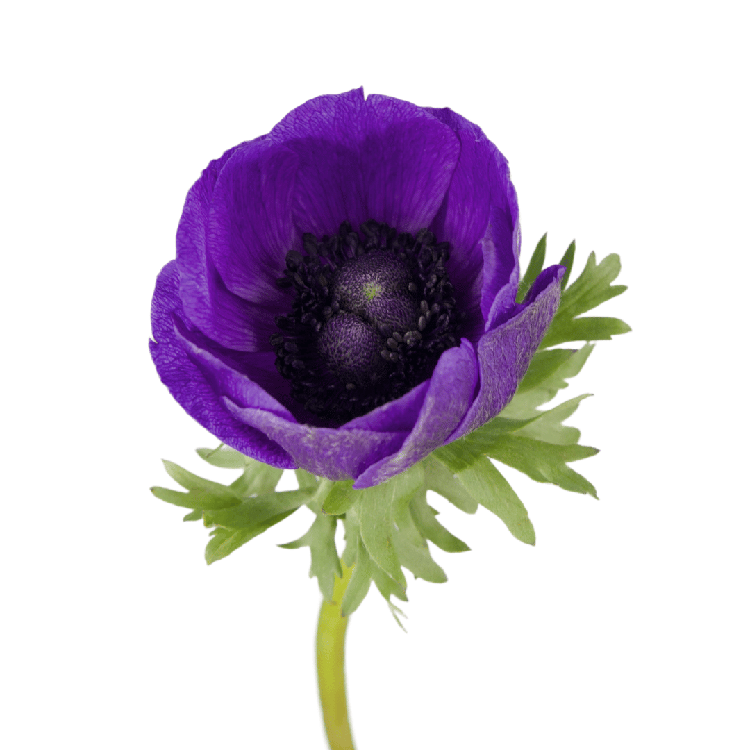 Anemone mistral blue