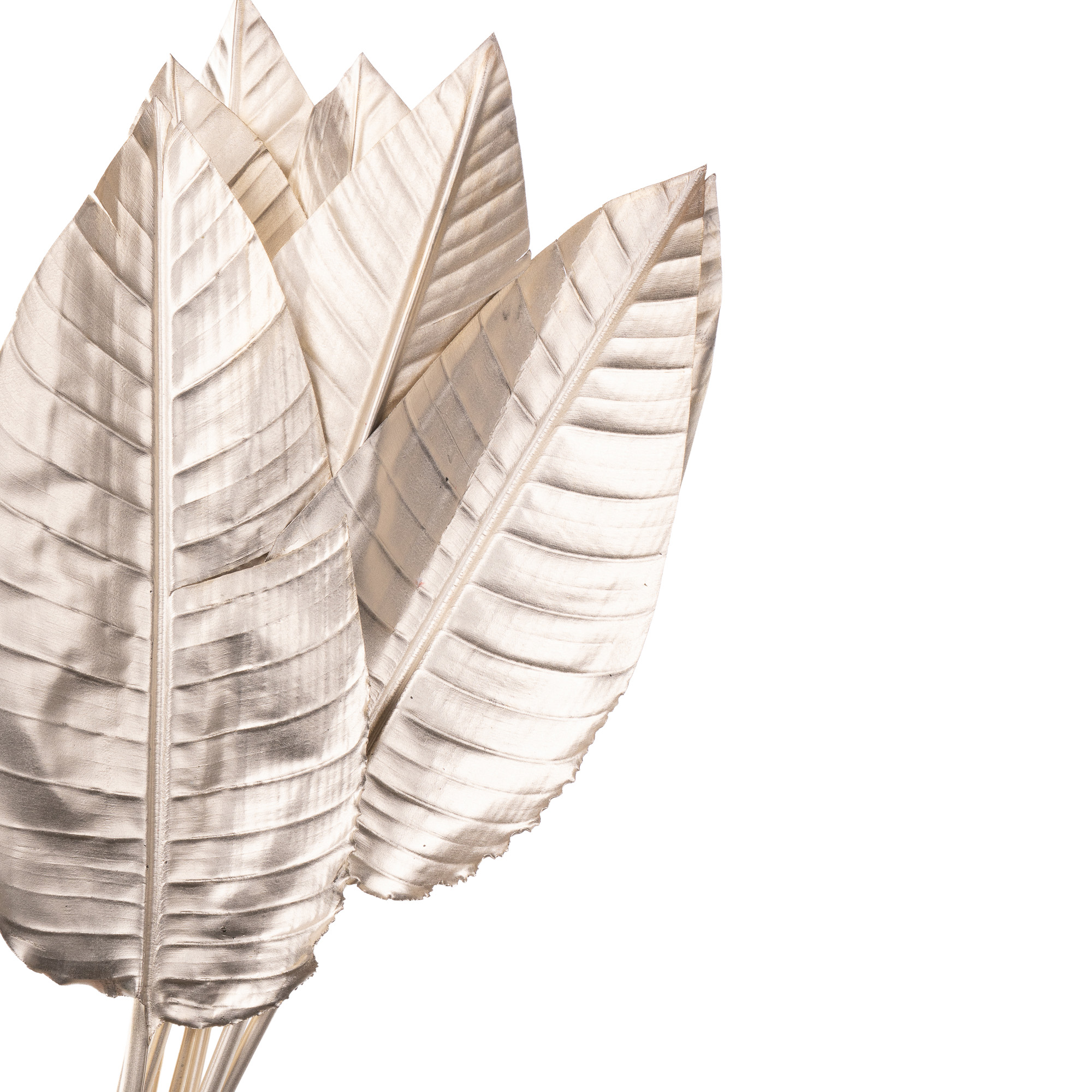 Листья Стрелиция краш. платиновая в Новосибирске