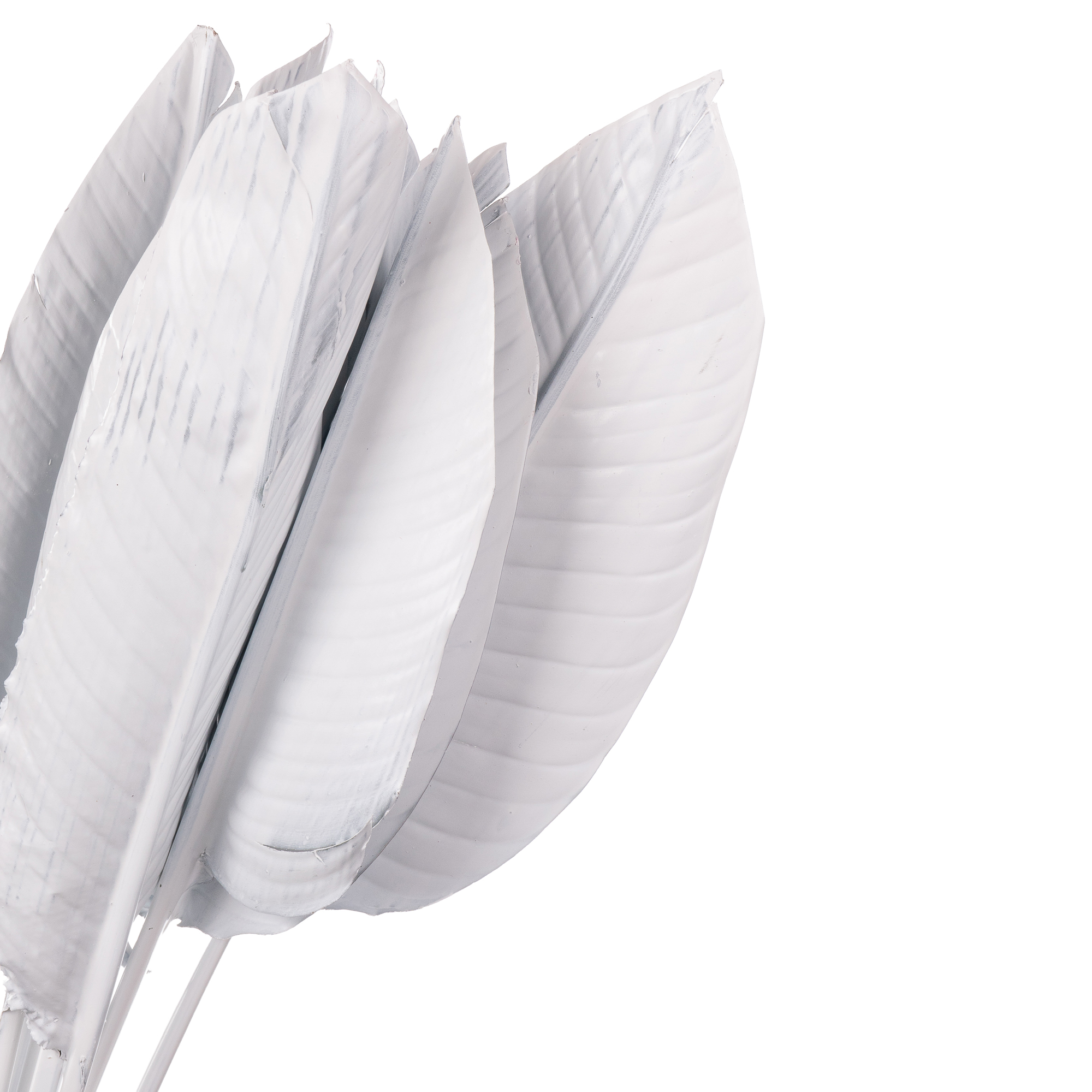 Листья Стрелиция краш. белая в Новосибирске