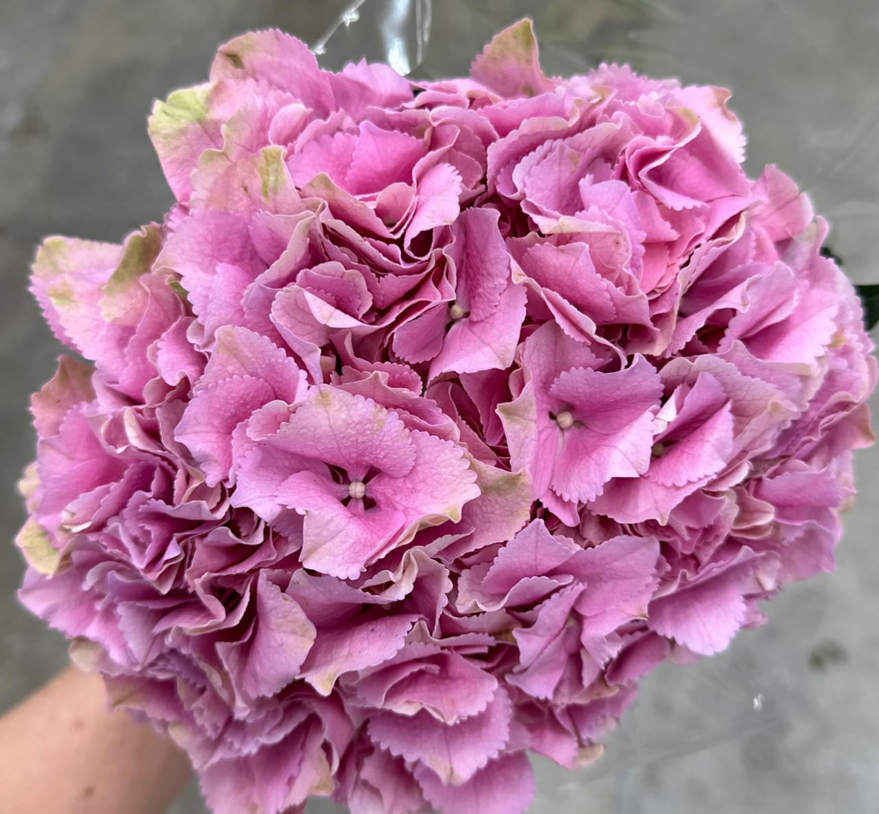 Hydrangea juliette