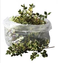 Листья Илекс в мешке