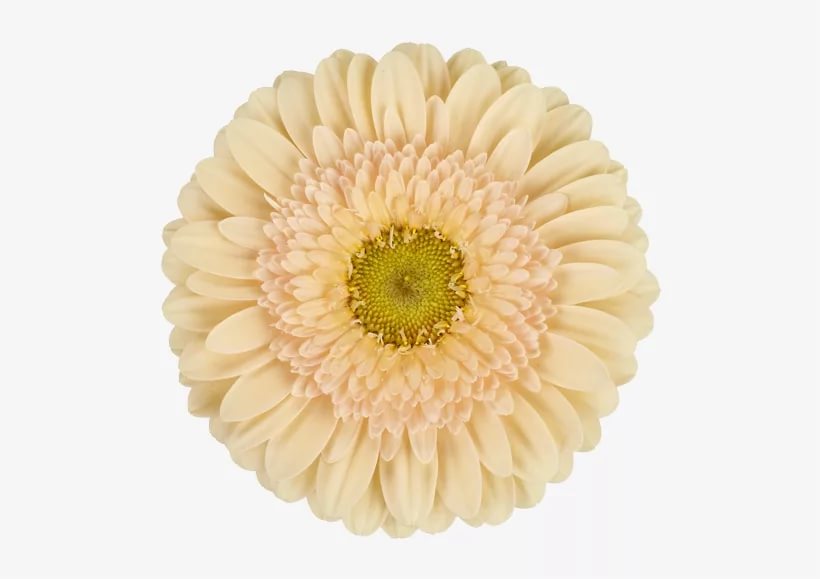 Гербера мини микки