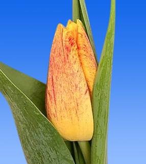 Тюльпан эн шокинг