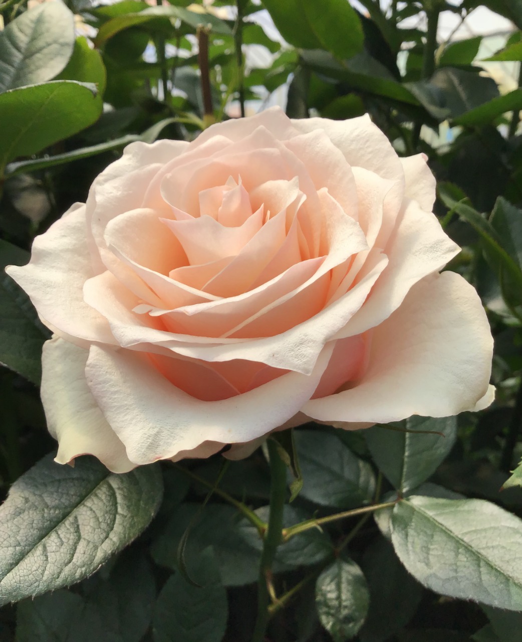 Rose motion | Wholesale flowers, plants and supplies Rose motion