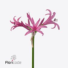 Нерине леди пиа в Москве