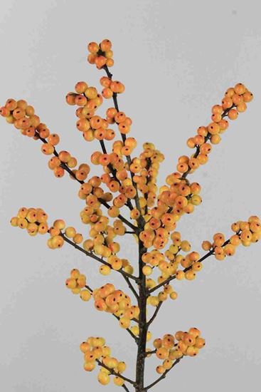 Ilex cresgold