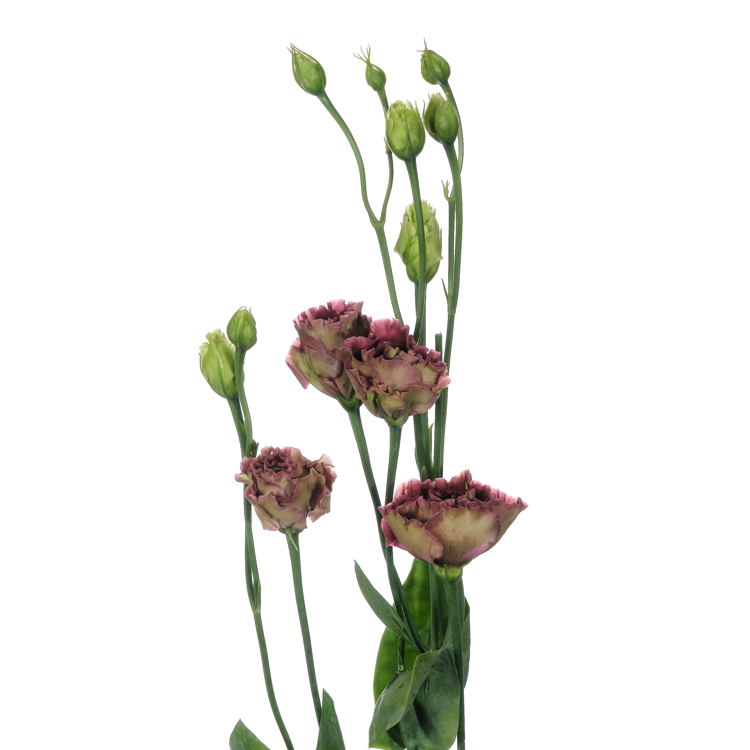 Лизиантус розан браун в Москве