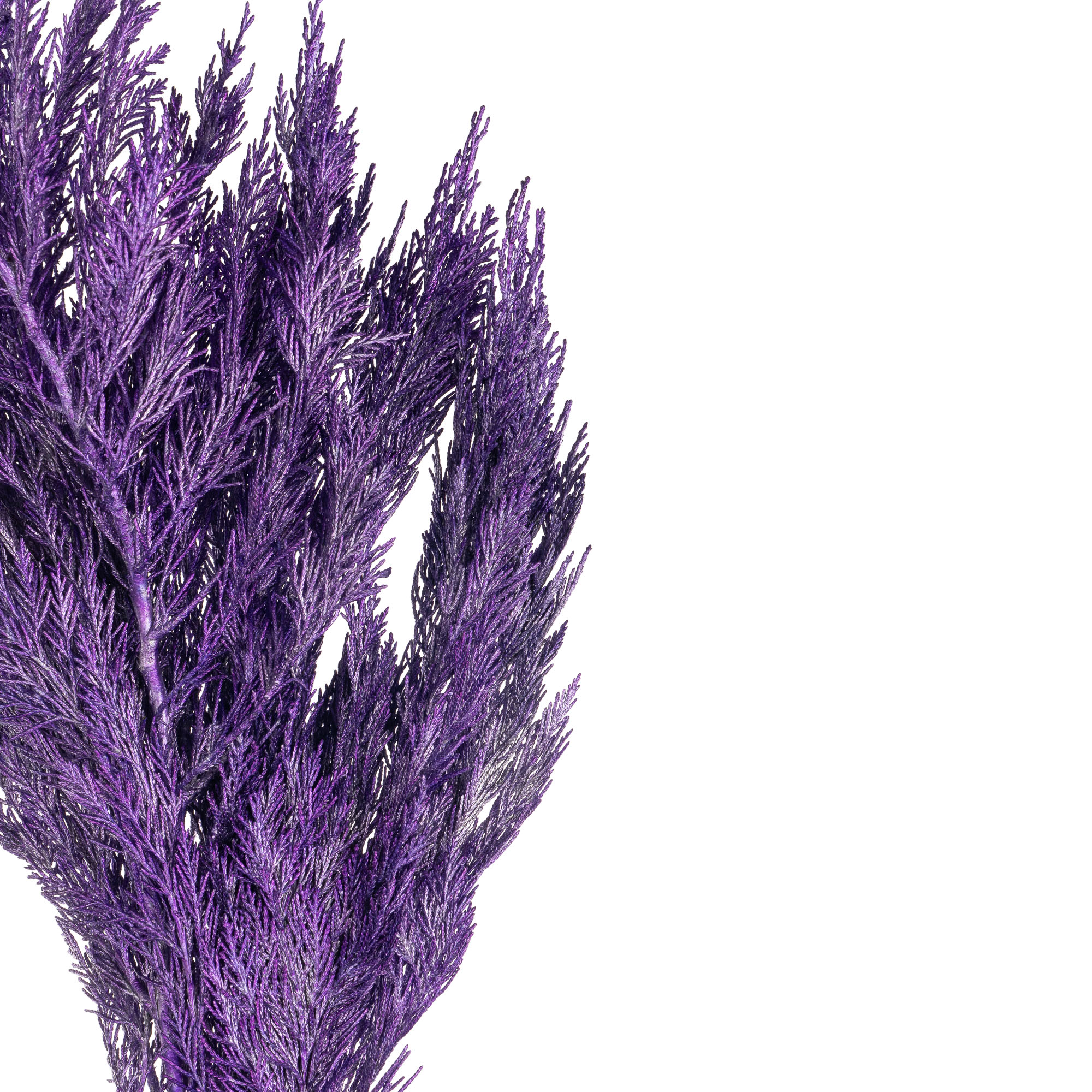 Ветки Туя краш. милка в Москве