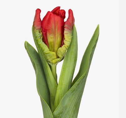 Тюльпан попугайный седов пэррот в Москве