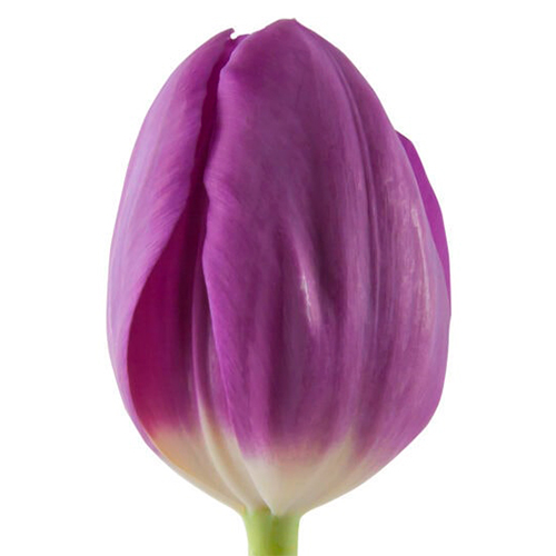 Тюльпан эн буллит в Москве