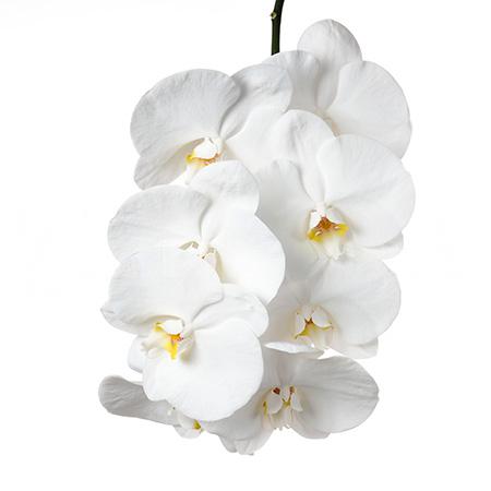 Phalaenopsis party white