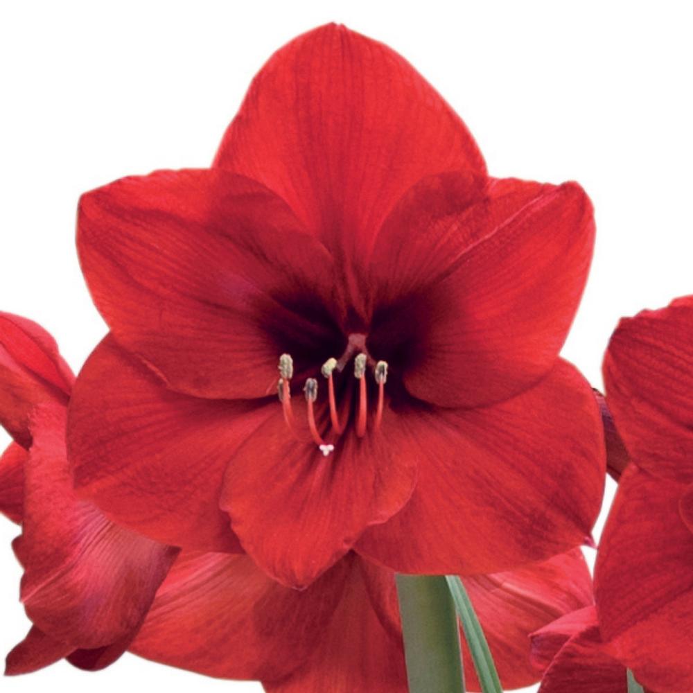 Hippeastrum red star
