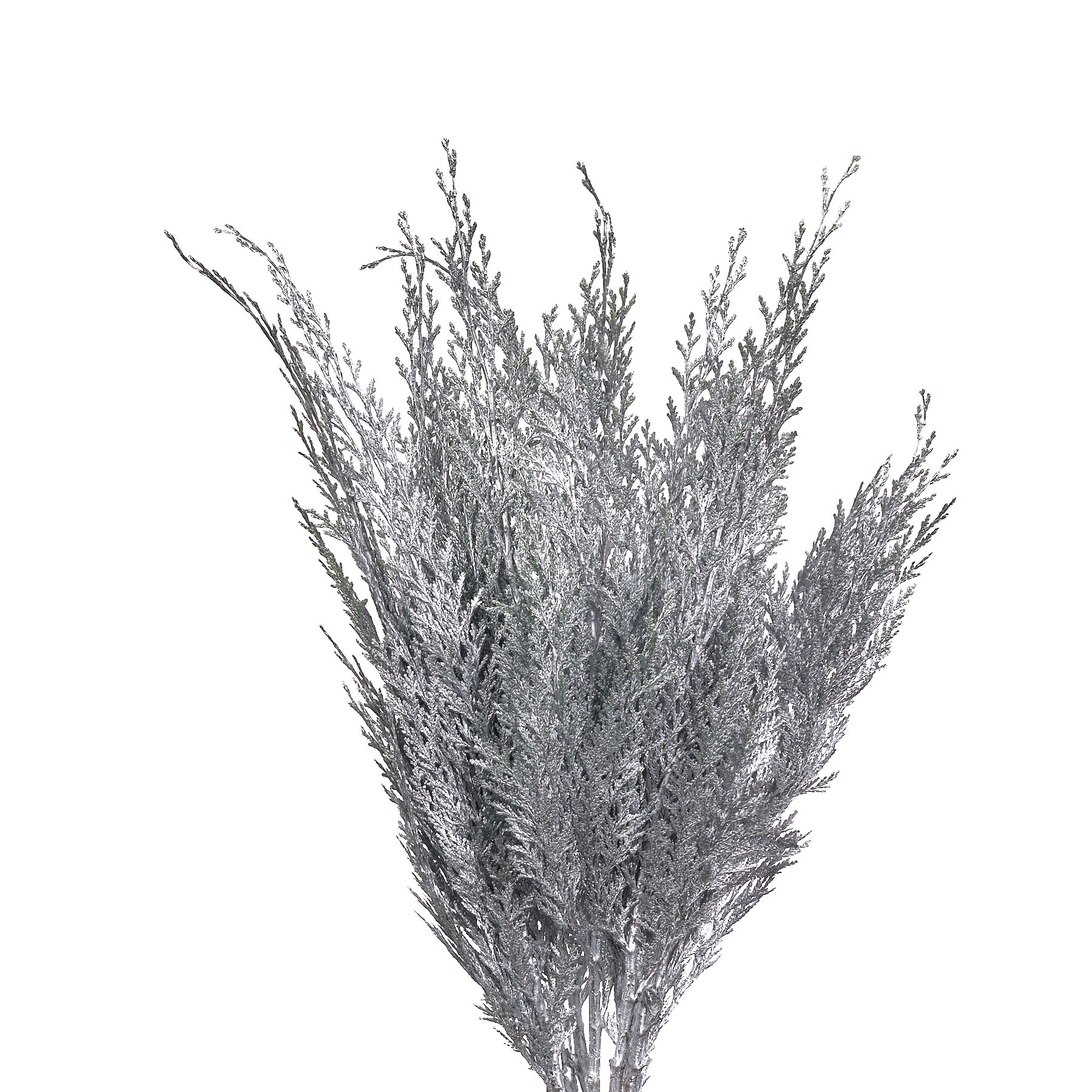 Ветки Туя краш. серебряная