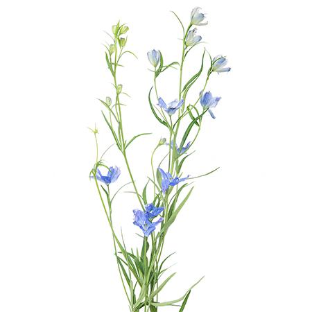 Дельфиниум эн фешн блю в Новосибирске