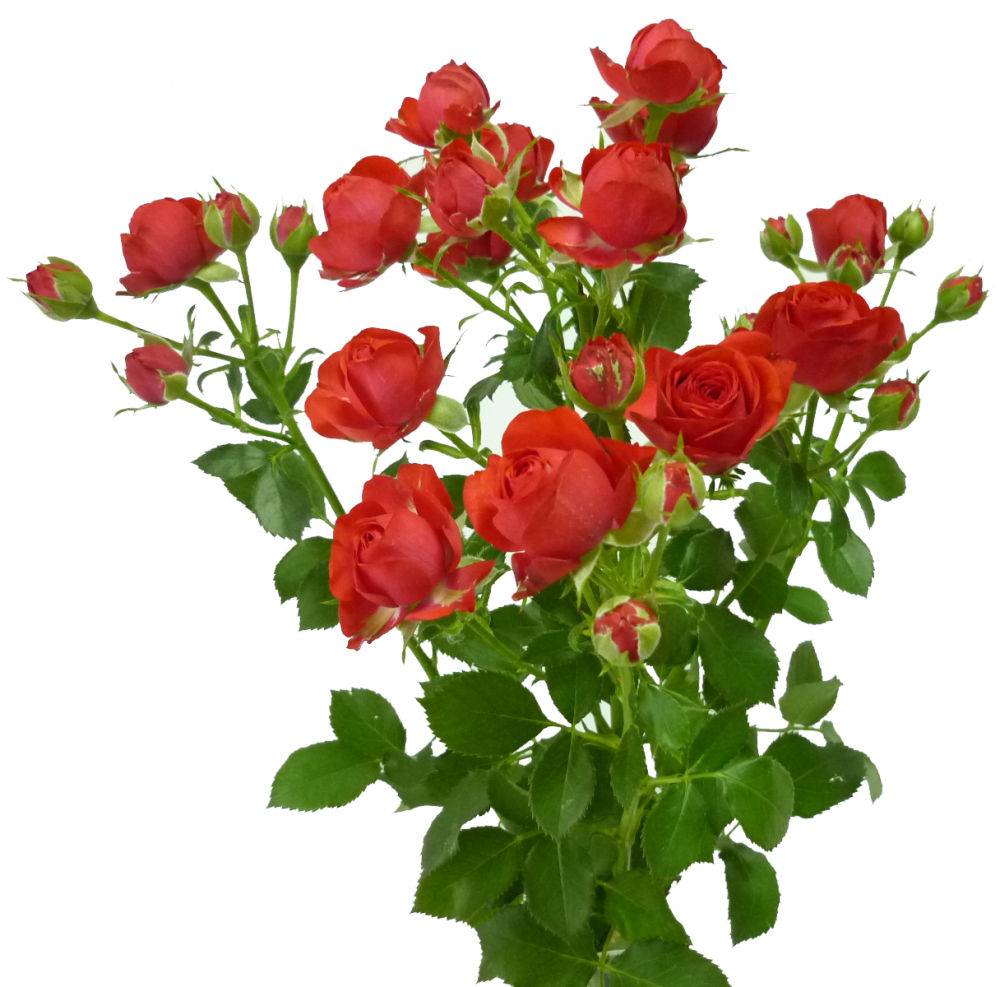 Rose spray bellalinda love