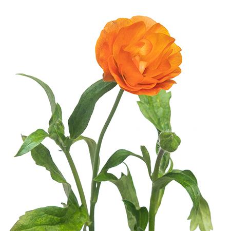 Ранункулус баттерфляй рейнбоу