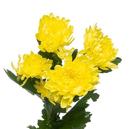 Chrysanthemum spray bernal