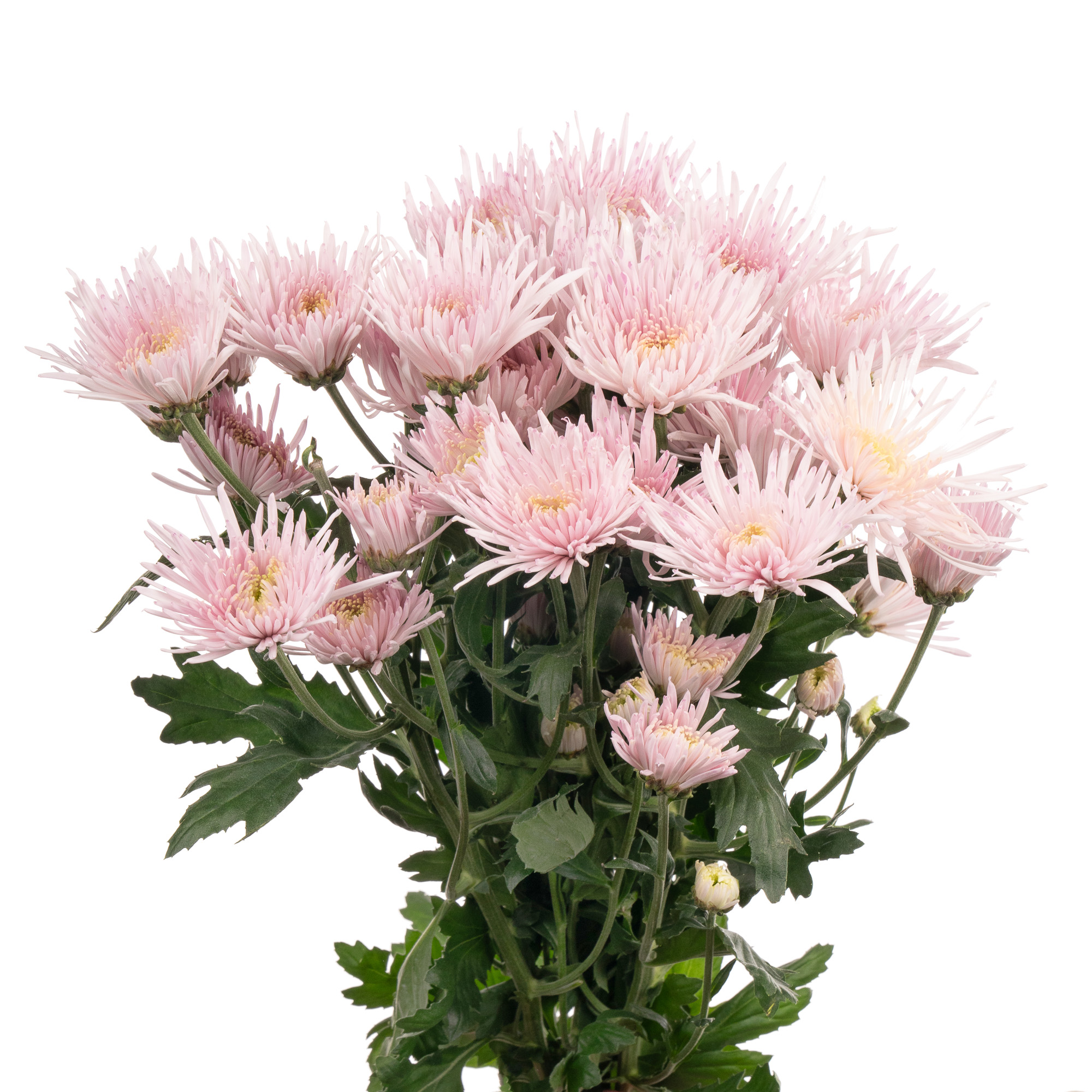 Chrysanthemum spray capriool