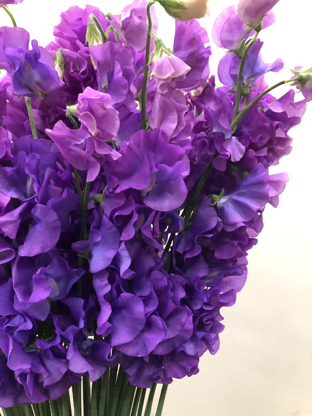 Латирус одоратус аметист в Москве