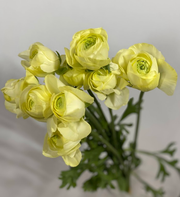 Ranunculus asiaticus m beige