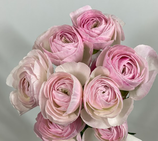 Ranunculus asiatic iris