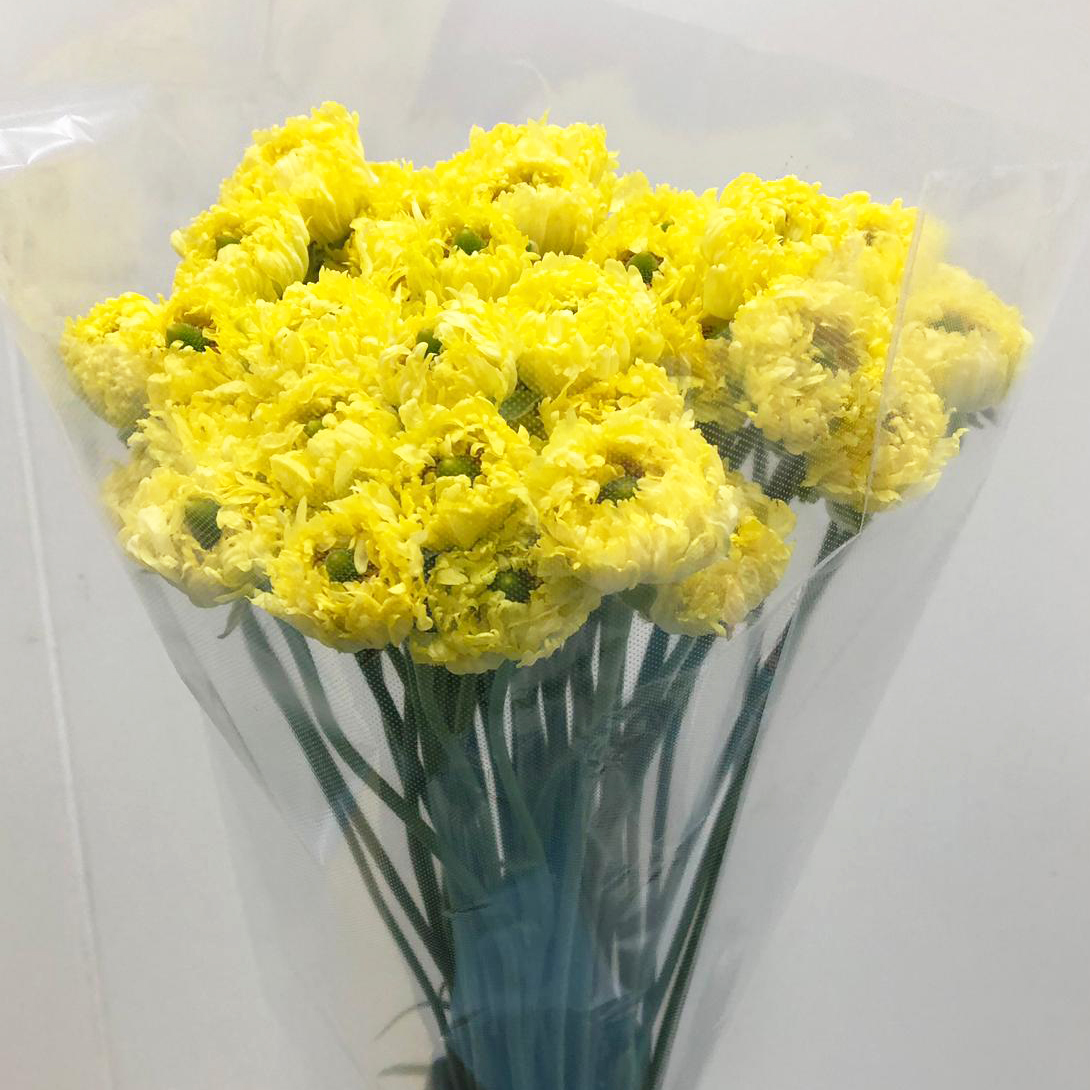 Ranunculus az morocco melilla