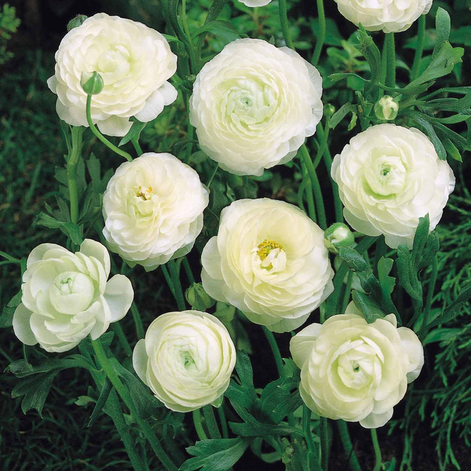 Ranunculus asiaticus yukinko