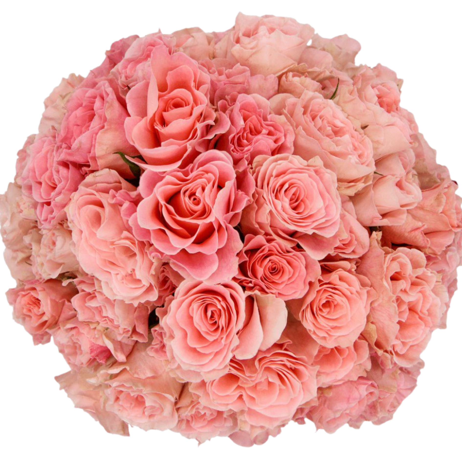 Rose spray constellation