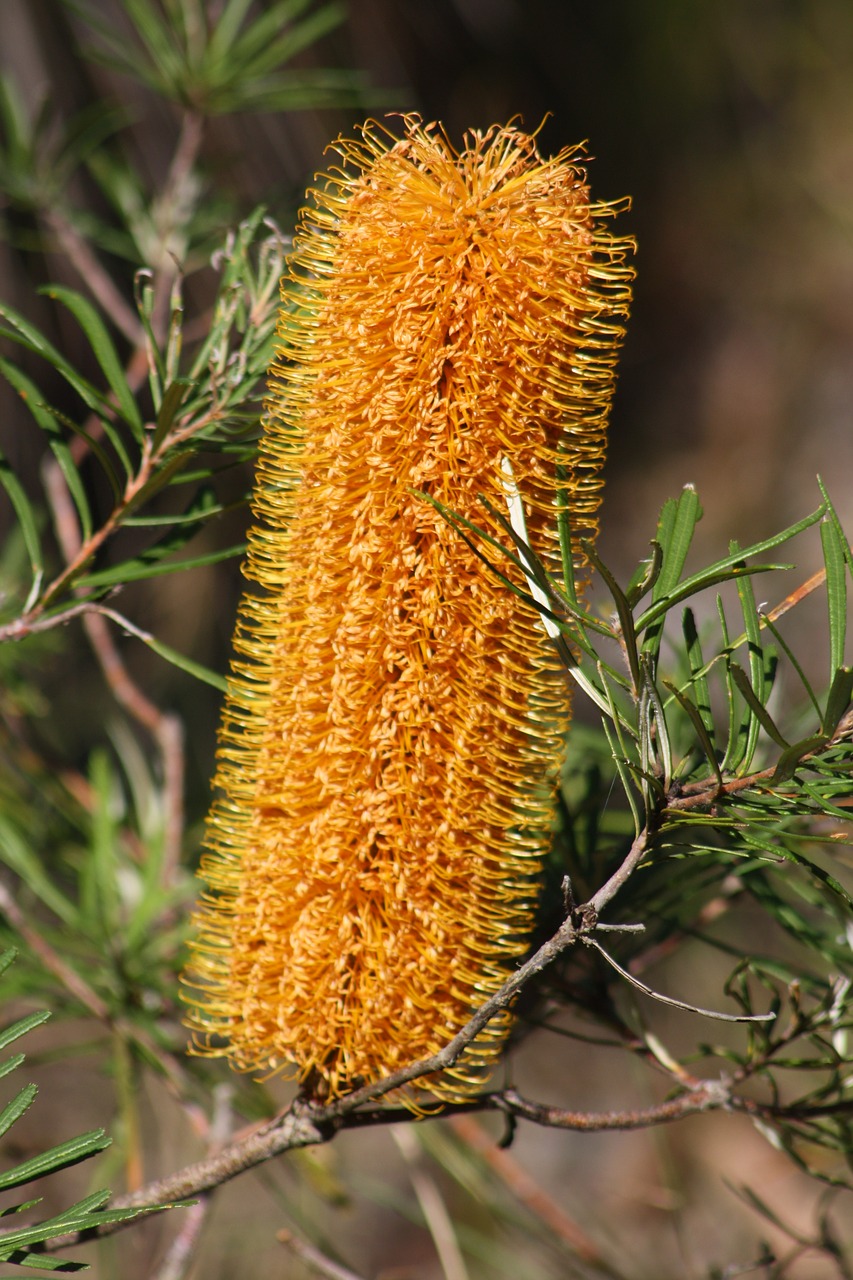 Banksia burdetti