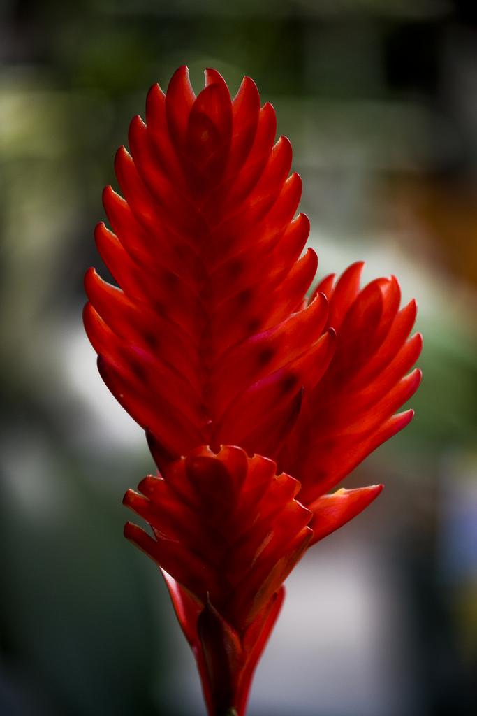 Bromelia red paloma