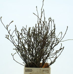 Blad Magnolia flowering