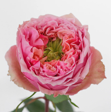 Роза однг пинк монстер